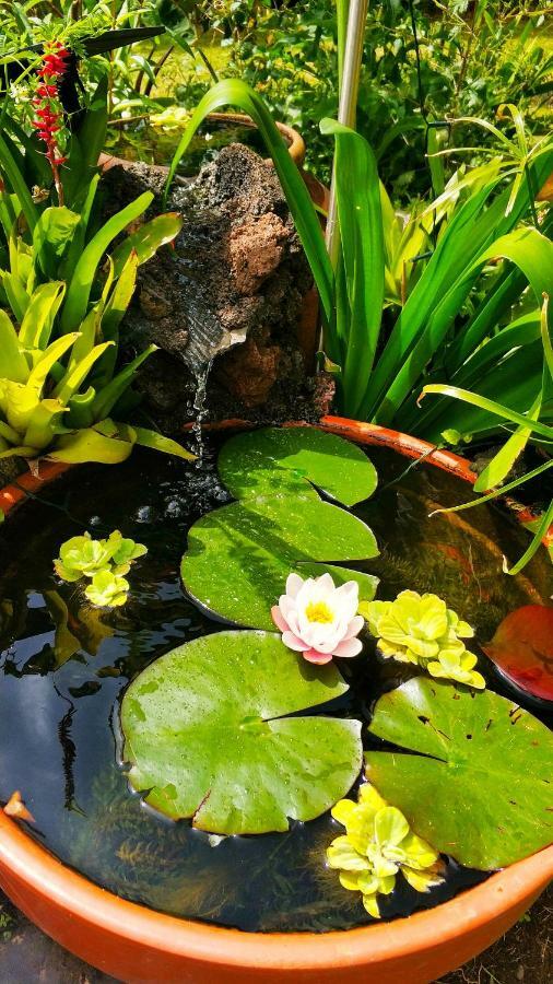 Rochas Shared Apart Garden Refuge Funchal Dış mekan fotoğraf